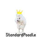 StandardPoodle Wataame 2（個別スタンプ：1）