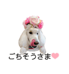 StandardPoodle Wataame 2（個別スタンプ：2）