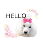 StandardPoodle Wataame 2（個別スタンプ：3）