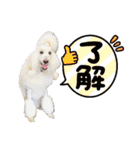 StandardPoodle Wataame 2（個別スタンプ：4）