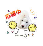 StandardPoodle Wataame 2（個別スタンプ：7）