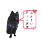 StandardPoodle Wataame 2（個別スタンプ：8）