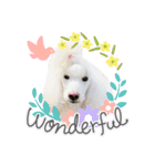 StandardPoodle Wataame 2（個別スタンプ：9）