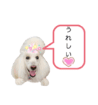StandardPoodle Wataame 2（個別スタンプ：10）
