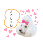 StandardPoodle Wataame 2（個別スタンプ：11）
