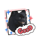 StandardPoodle Wataame 2（個別スタンプ：13）