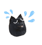 StandardPoodle Wataame 2（個別スタンプ：14）