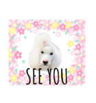 StandardPoodle Wataame 2（個別スタンプ：15）