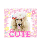 StandardPoodle Wataame 2（個別スタンプ：18）