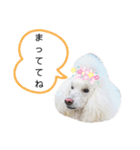 StandardPoodle Wataame 2（個別スタンプ：19）