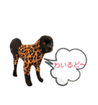 StandardPoodle Wataame 2（個別スタンプ：20）