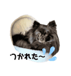 StandardPoodle Wataame 2（個別スタンプ：21）