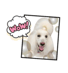 StandardPoodle Wataame 2（個別スタンプ：24）