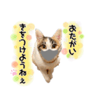 実写！子猫 三毛猫のしずくちゃん（個別スタンプ：13）