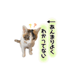 実写！子猫 三毛猫のしずくちゃん（個別スタンプ：17）