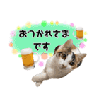 実写！子猫 三毛猫のしずくちゃん（個別スタンプ：20）