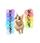 実写！子猫 三毛猫のしずくちゃん（個別スタンプ：25）