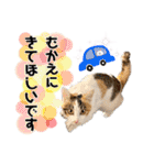 実写！子猫 三毛猫のしずくちゃん（個別スタンプ：29）