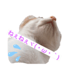 子猫のひろくん（個別スタンプ：1）