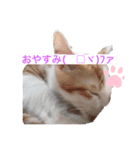 子猫のひろくん（個別スタンプ：2）