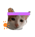 子猫のひろくん（個別スタンプ：3）