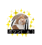 子猫のひろくん（個別スタンプ：4）