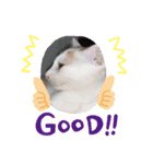 子猫のひろくん（個別スタンプ：5）