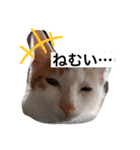 子猫のひろくん（個別スタンプ：7）