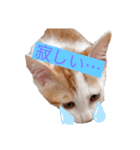 子猫のひろくん（個別スタンプ：8）