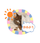 みーちゃんスタンプ(基本1)（個別スタンプ：3）