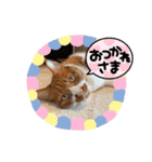 みーちゃんスタンプ(基本1)（個別スタンプ：12）