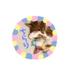 みーちゃんスタンプ(基本1)（個別スタンプ：14）