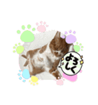 みーちゃんスタンプ(基本1)（個別スタンプ：15）