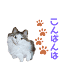 おぷちゃで使えるスタンプ(ペット編)1（個別スタンプ：3）