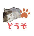 おぷちゃで使えるスタンプ(ペット編)1（個別スタンプ：11）