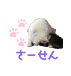おぷちゃで使えるスタンプ(ペット編)1（個別スタンプ：12）