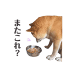 我が家の柴わんこ3.（個別スタンプ：1）