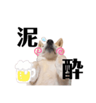 我が家の柴わんこ3.（個別スタンプ：5）