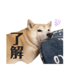 我が家の柴わんこ3.（個別スタンプ：6）