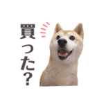 我が家の柴わんこ3.（個別スタンプ：10）