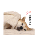 我が家の柴わんこ3.（個別スタンプ：13）