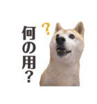 我が家の柴わんこ3.（個別スタンプ：15）