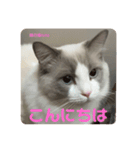 綾白猫totoミミちゃんラグドール（個別スタンプ：1）