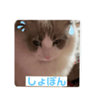 綾白猫totoミミちゃんラグドール（個別スタンプ：2）