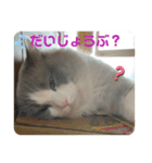 綾白猫totoミミちゃんラグドール（個別スタンプ：3）