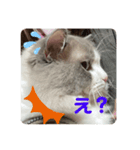 綾白猫totoミミちゃんラグドール（個別スタンプ：4）