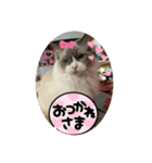 綾白猫totoミミちゃんラグドール（個別スタンプ：5）