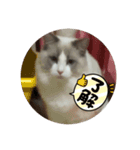 綾白猫totoミミちゃんラグドール（個別スタンプ：6）