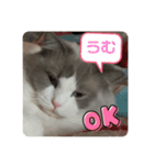 綾白猫totoミミちゃんラグドール（個別スタンプ：7）