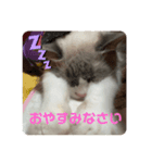 綾白猫totoミミちゃんラグドール（個別スタンプ：8）